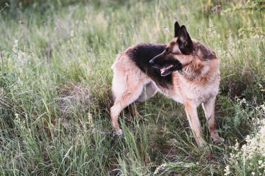 Alman çoban parkta çim üzerinde yalan.