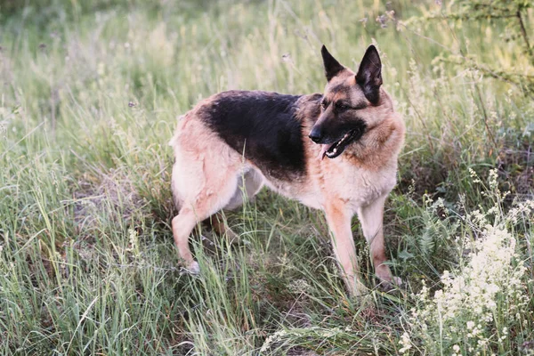 Duitse Herder Liggend Het Gras Het Park — Stockfoto