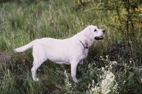 Pes Plemeno Labrador Leží Trávě — Stock fotografie