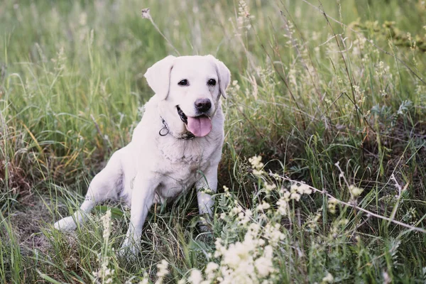 Собака Порода Лабрадора Лежить Траві — стокове фото