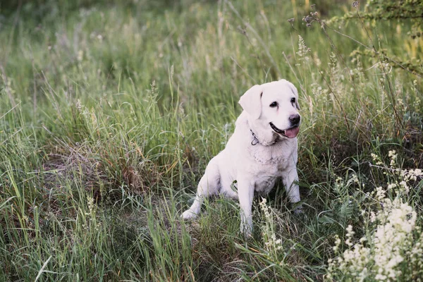 Pes Plemeno Labrador Leží Trávě — Stock fotografie