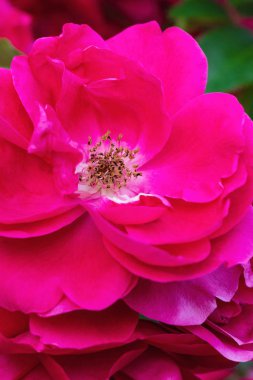 Bir evde bir flowerbed Bahçe büyüyen kadar güzel bir gül.