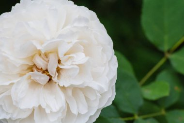 Bir evde bir flowerbed Bahçe büyüyen kadar güzel bir gül.