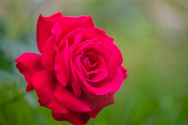 Bir evde bir flowerbed Bahçe büyüyen kadar güzel bir gül.