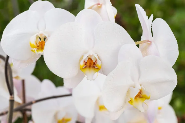 Yağmur Sonra Yüzeyinde Damlacıkları Ile Beyaz Orkide — Stok fotoğraf