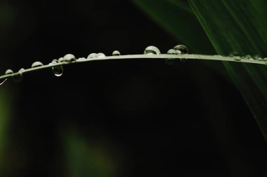 Yağmur sonrası su damlaları yeşil bahçe desen arka plan, giriş metin için doğal arka plan bırakır.