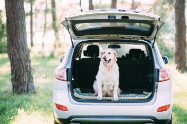 Bir dostu köpek retriver beyaz bir arabanın bagajında oturuyor.