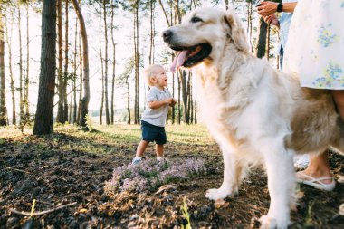 Labrador retriever köpek ormanda birlikte ile oynayan küçük çocuk.
