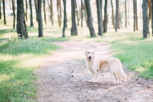 Доброзичливий Собака Проводить Активний Час Природі Посеред Лісу — стокове фото