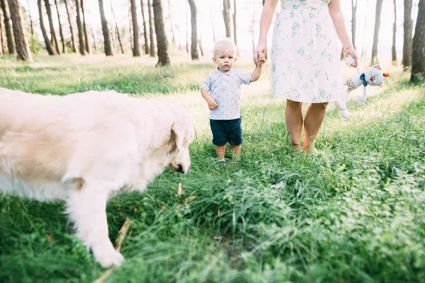 A young, sympathetic mother with a son and a dog actively and cheerfully spend time in nature.