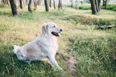 Bir dostu köpek retriver doğa ormanın ortasında bir etkin zamanı harcıyor.