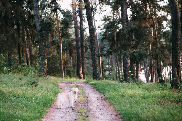 Доброзичливий Собака Проводить Активний Час Природі Посеред Лісу — стокове фото