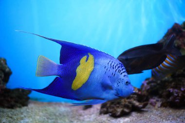 Renkli mercan resif balık ve taş ile.