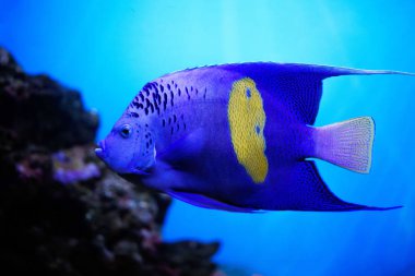 Renkli mercan resif balık ve taş ile.