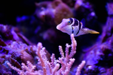 Renkli mercan resif balık ve taş ile.