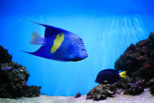 Colorido Arrecife Coral Con Peces Piedra — Foto de Stock