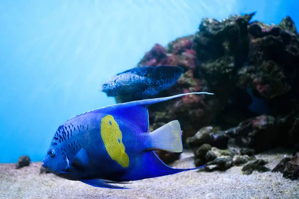 Colorido Arrecife Coral Con Peces Piedra — Foto de Stock