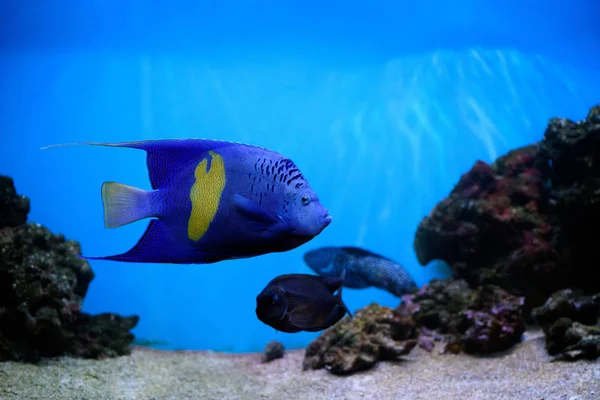 Colorido Arrecife Coral Con Peces Piedra — Foto de Stock