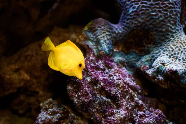 Värikäs Koralliriutta Kalan Kiven Kanssa — kuvapankkivalokuva