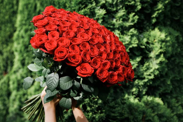 Enorme bouquet di rose rosse in mani femminili su uno sfondo di cespugli verdi. Regalo vacanza — Foto Stock