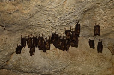 Akdeniz nalburunlu yarasa. Ermeni mağaralar birinde bu yarasalar fotoğrafını çekin.