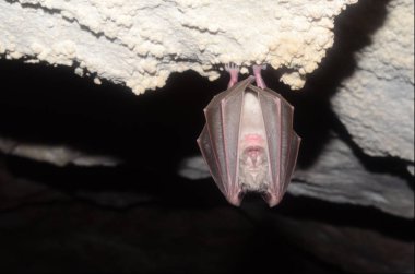 Mediterranean horseshoe bat. I take photo of this bats in one of Armenian caves. clipart