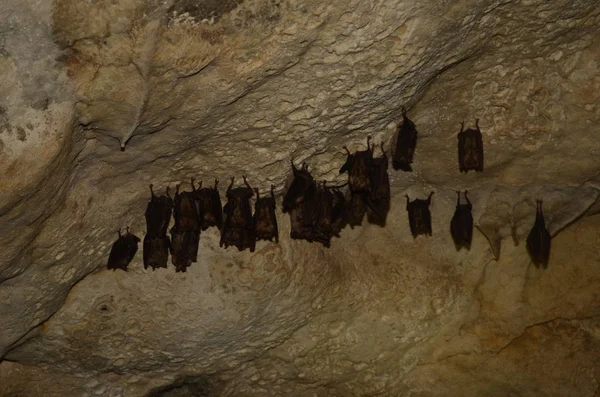Mediterrane Hufeisennase Ich Fotografiere Diese Fledermäuse Einer Der Armenischen Höhlen — Stockfoto