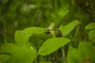 Avrupa ağaç kurbağası. Bizim gezi birinde Gexama Dağı'nda Ermenistan'ın bu fotoğraf çekmek. Sürpriz geçiş değil ormanda görüyorum.