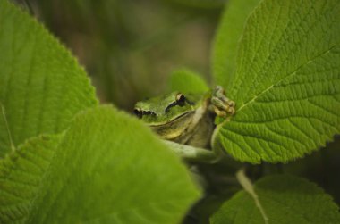 Avrupa ağaç kurbağası. Bizim gezi birinde Gexama Dağı'nda Ermenistan'ın bu fotoğraf çekmek. Sürpriz geçiş değil ormanda görüyorum.