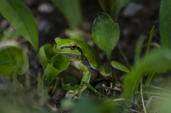 European Tree Frog Take Photo Armenia Gexama Mountain One Our — Stock Photo, Image