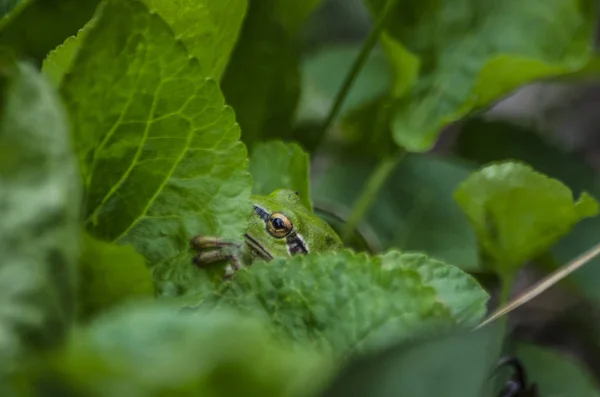 Grenouille Arbustive Européenne Prends Cette Photo Arménie Montagne Gexama Dans — Photo