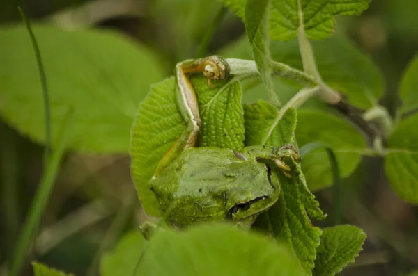 Grenouille Arbustive Européenne Prends Cette Photo Arménie Montagne Gexama Dans — Photo