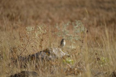 Sarı alan kartal. Yakın köy Horom Ermenistan'ın bu fotoğrafı çekin. O sadece bana bak ve uzaklara uç     