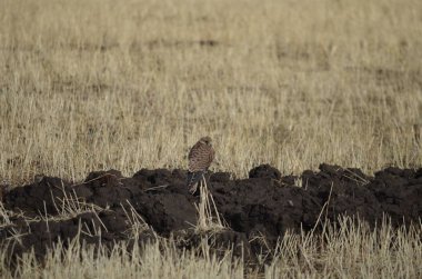 Sarı alan kartal. Yakın köy Horom Ermenistan'ın bu fotoğrafı çekin. O sadece bana bak ve uzaklara uç     