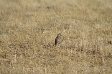 Sarı alan kartal. Yakın köy Horom Ermenistan'ın bu fotoğrafı çekin. O sadece bana bak ve uzaklara uç     