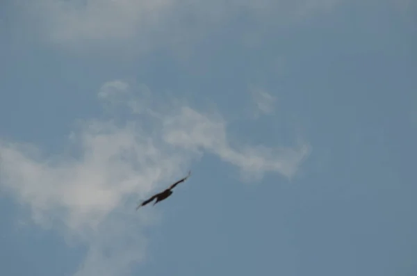 Aquila Nel Cielo Faccio Questa Foto Armenia — Foto Stock