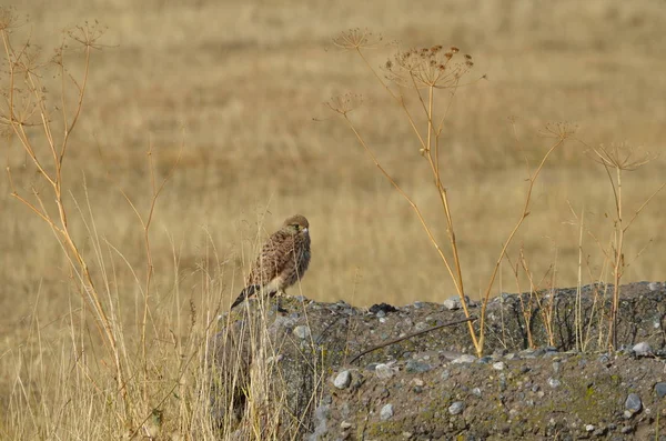 Eagle Yellow Field Take Picture Armenia Village Horom Just Look — Stock Photo, Image