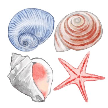 Suluboya deniz kabukları seti