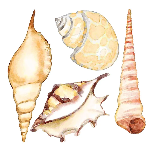 Watercolor Sea Shells Set — Stock Photo, Image