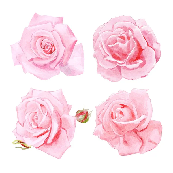 Aquarell Rosa Rosen Design Set — Stockfoto