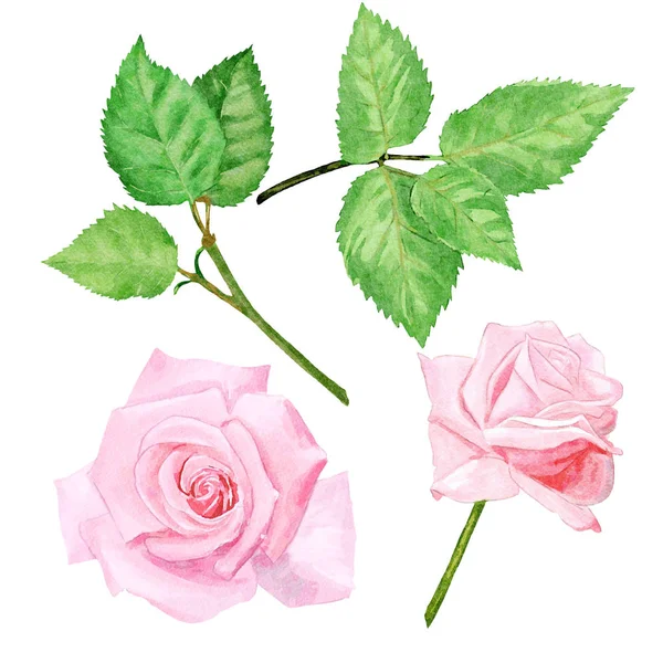 水彩粉红色玫瑰设计套装 — 图库照片