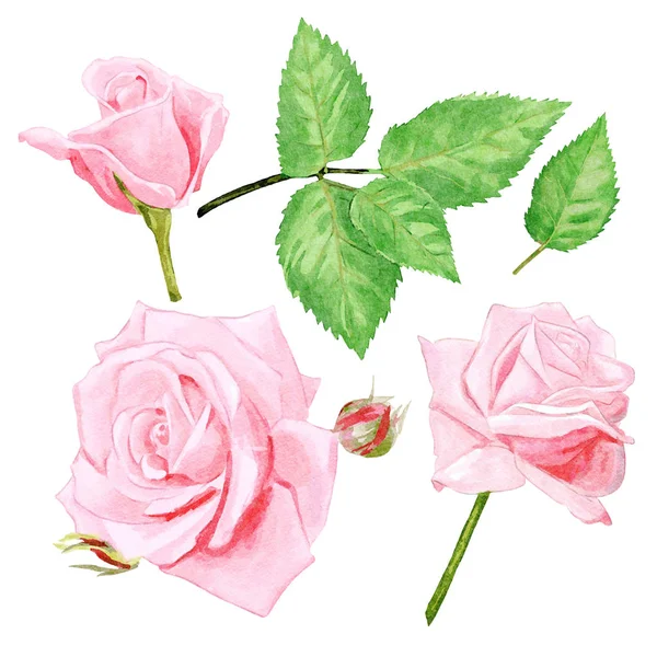 Watercolor Pink Roses Design Set — Stock Photo, Image