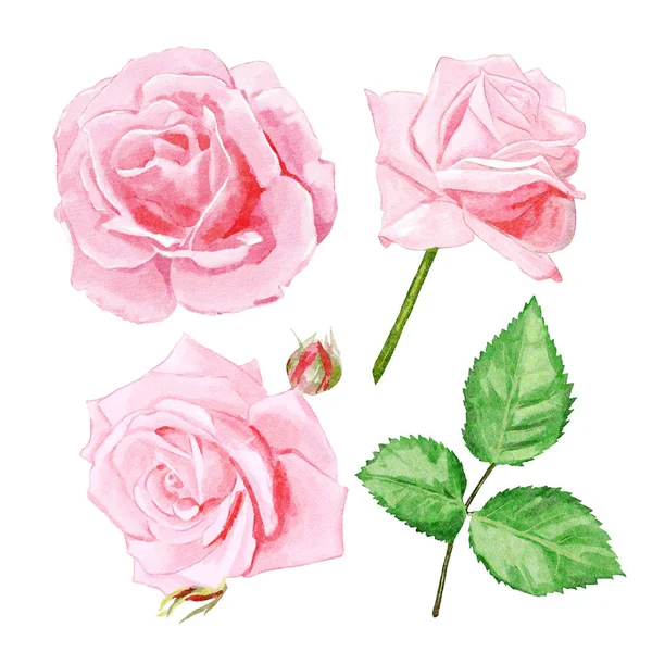 Conjunto Design Rosas Rosa Aquarela — Fotografia de Stock