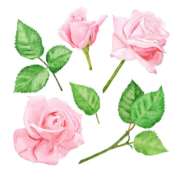 Conjunto Design Rosas Rosa Aquarela — Fotografia de Stock