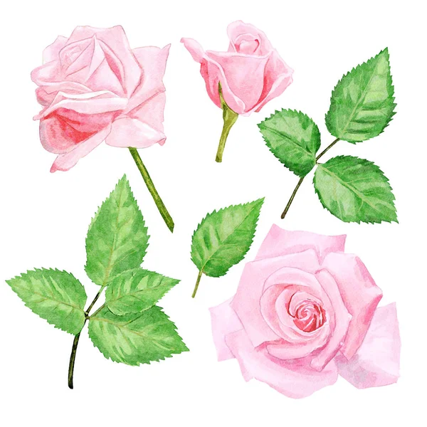 Aquarell Rosa Rosen Design Set — Stockfoto