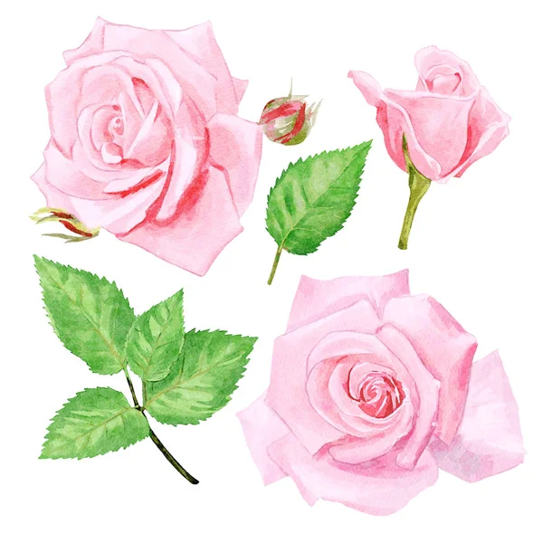 Watercolor Pink Roses Design Set — Stock Photo, Image