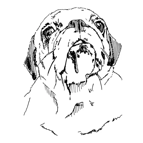 Pug Head Vector Croquis dessiné à la main — Image vectorielle