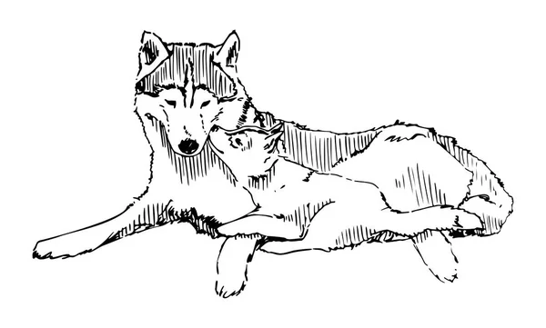 늑대 와 새끼 벡터 스케치 일러스트 — 스톡 벡터