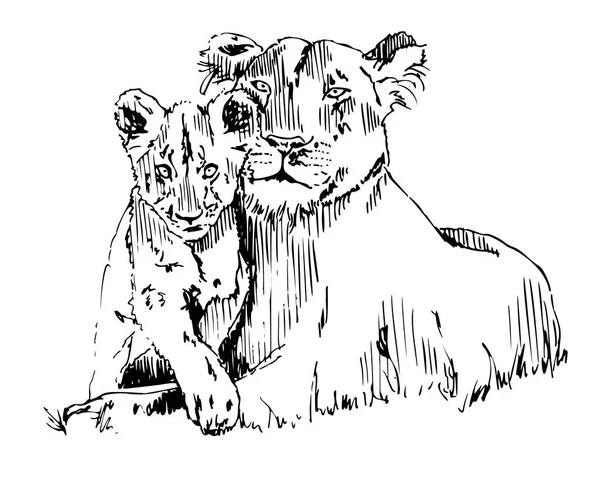 Львица с векторным рисунком — стоковый вектор