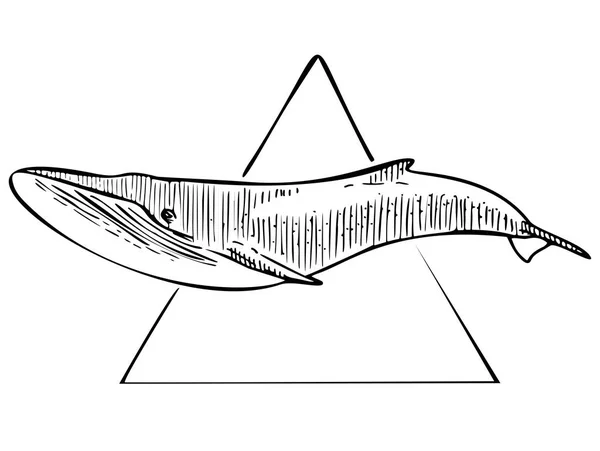 Ballena con triángulo Vector Sketch Ilustración — Archivo Imágenes Vectoriales